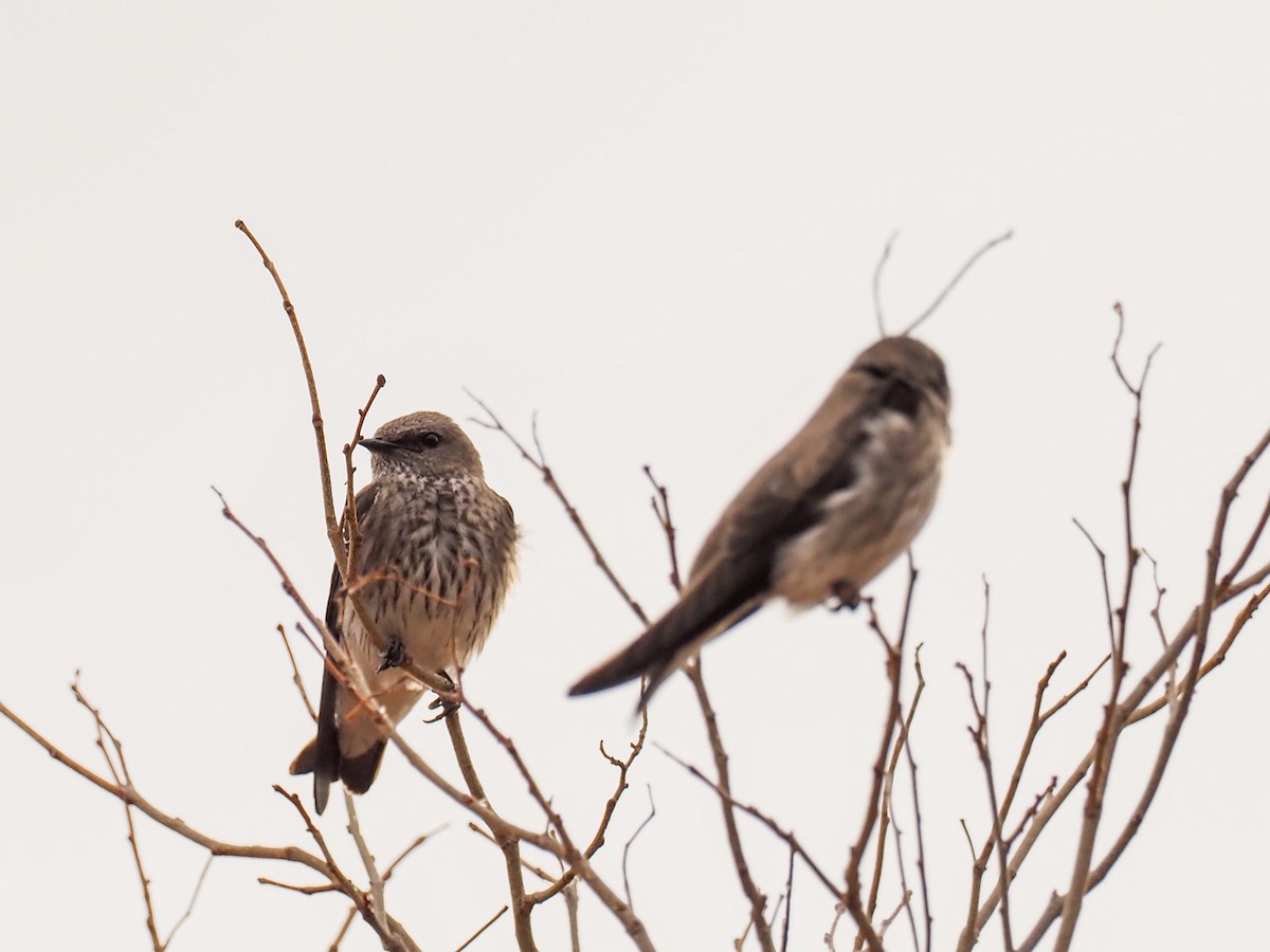 Golondrina de las Mascareñas - ML508783961