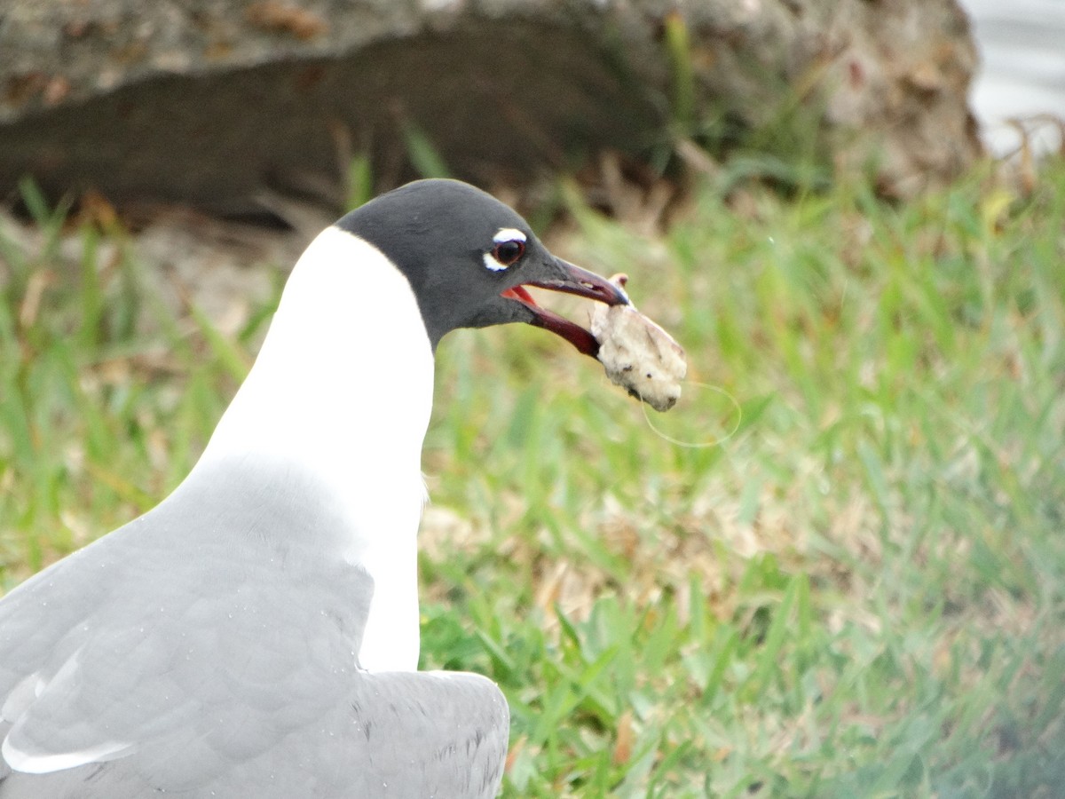 Laughing Gull - Marie Asscherick