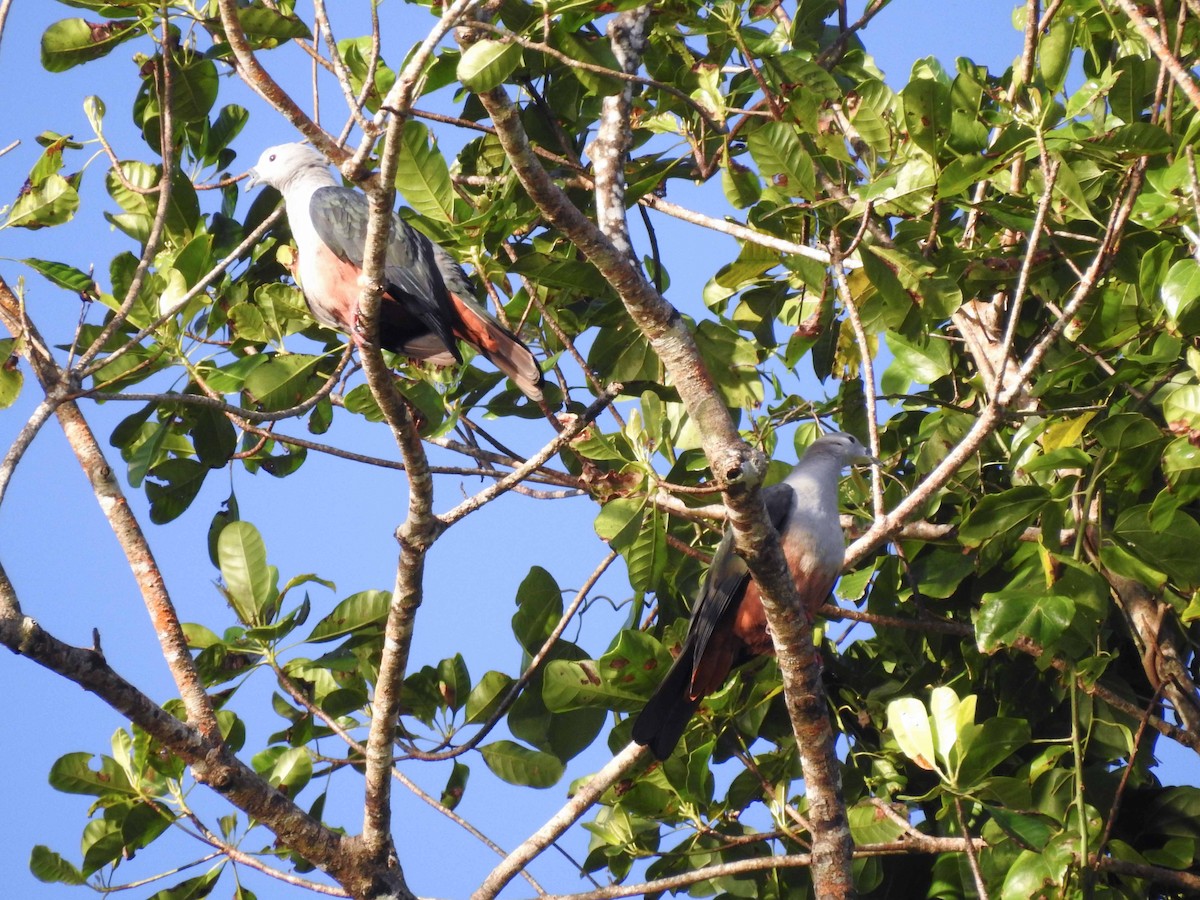 Micronesian Imperial-Pigeon - Daisuke Horii