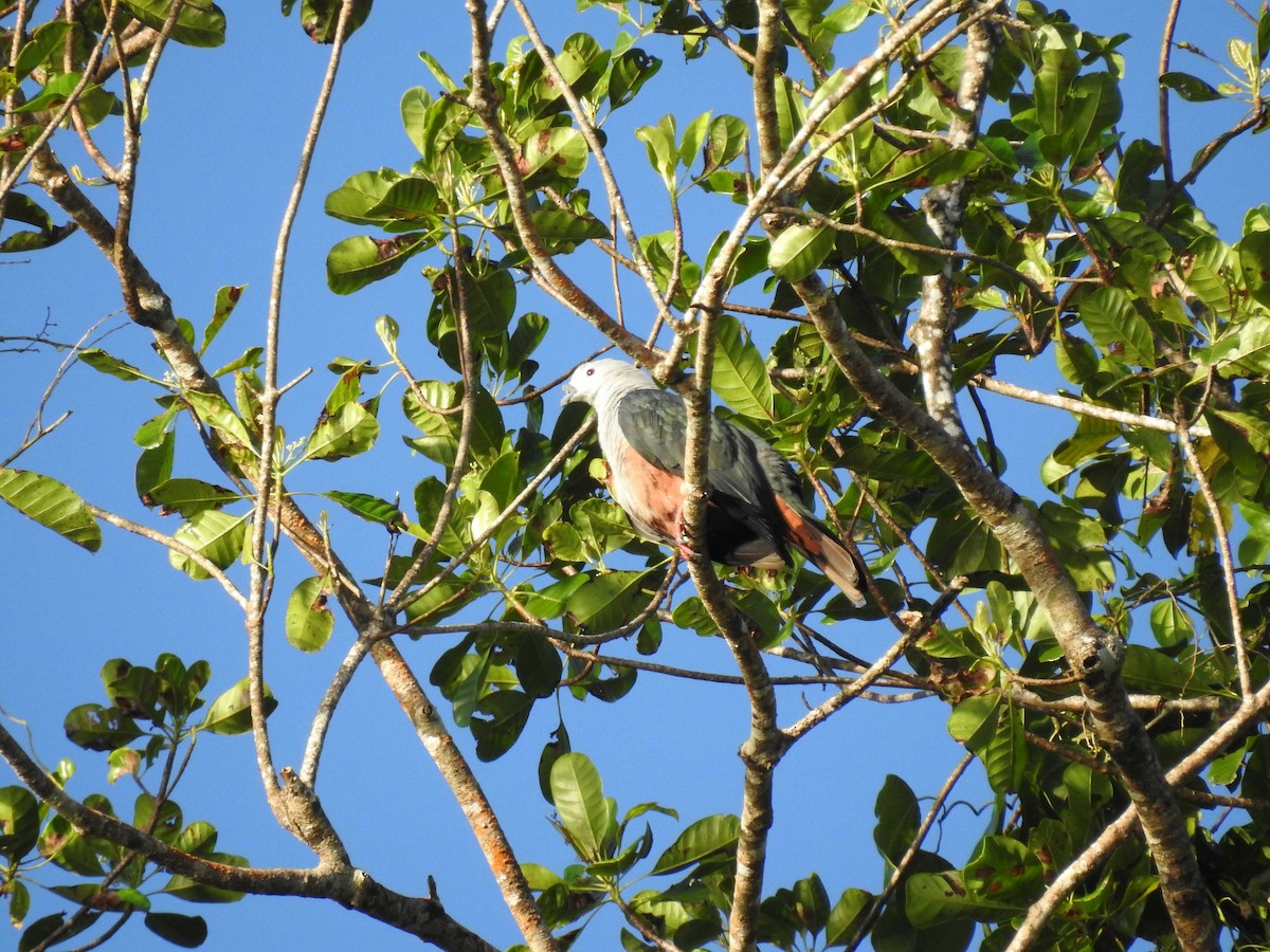 Dúcula de Micronesia - ML50878651