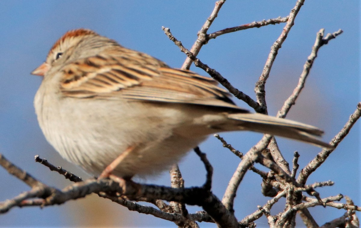 Chipping Sparrow - ML508786671