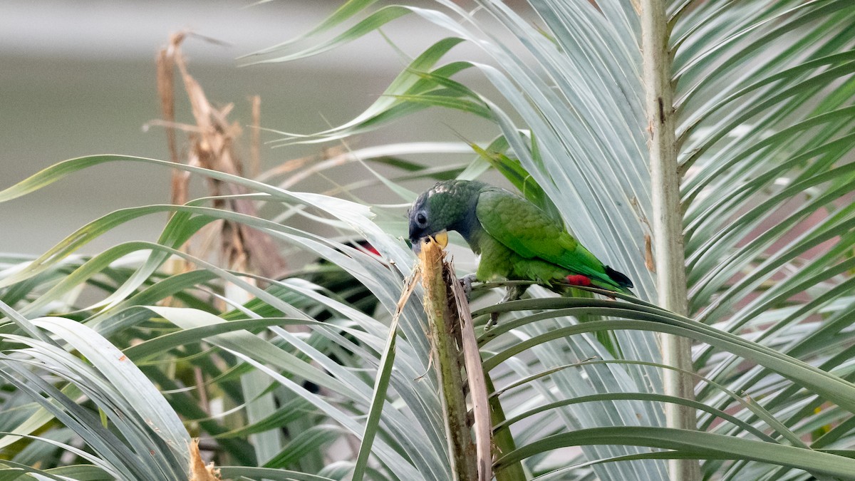 Scaly-headed Parrot - ML508787191