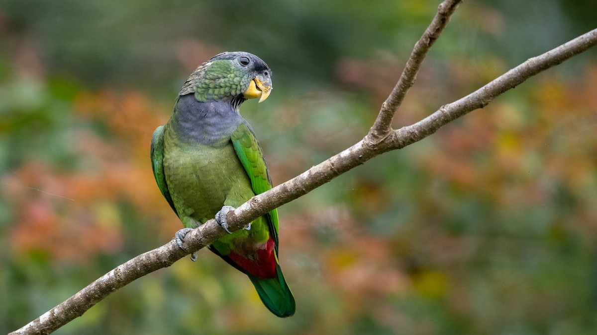 Scaly-headed Parrot - Mathurin Malby