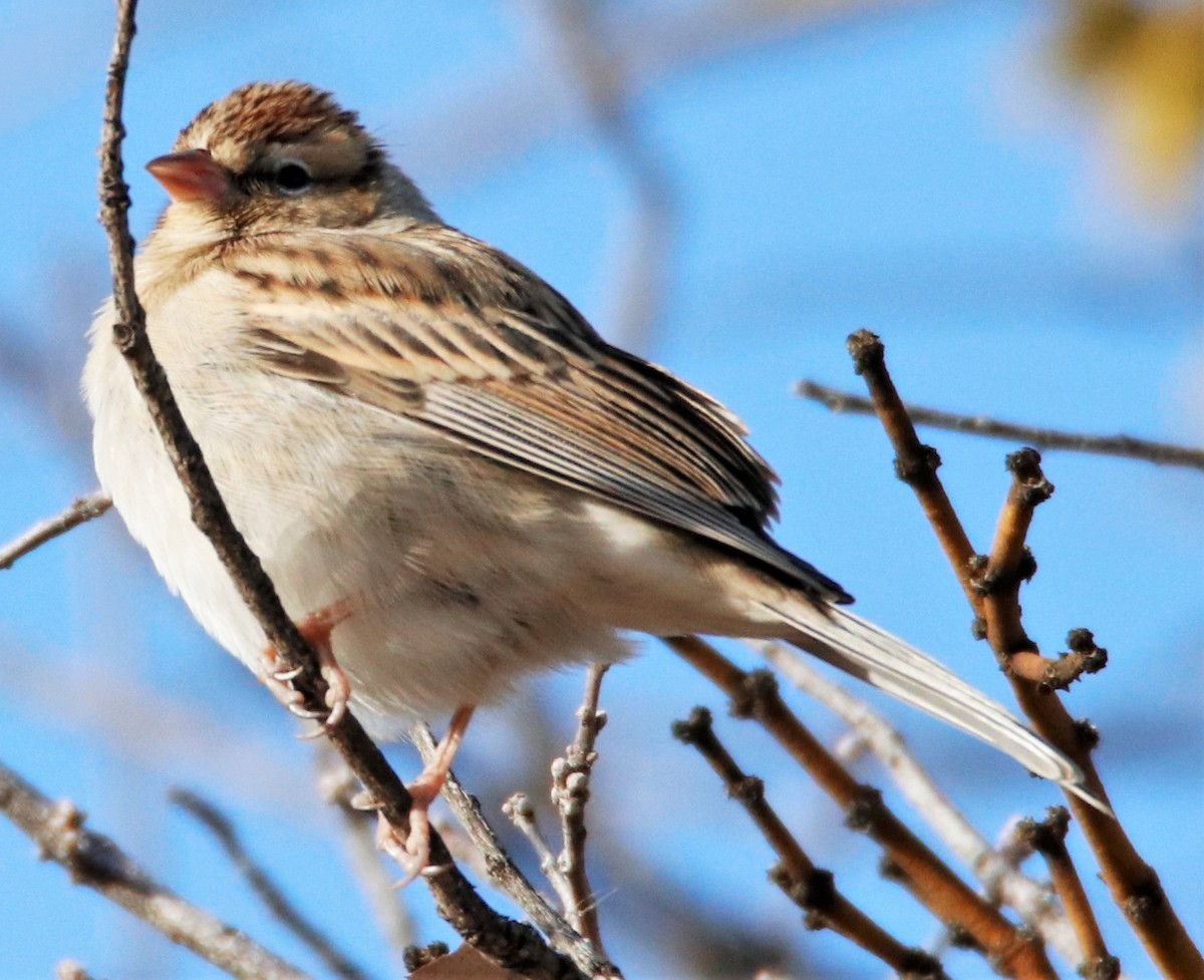 Chipping Sparrow - ML508787771