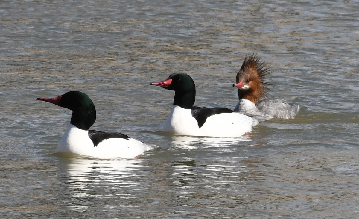 Common Merganser - Suzanne Zuckerman