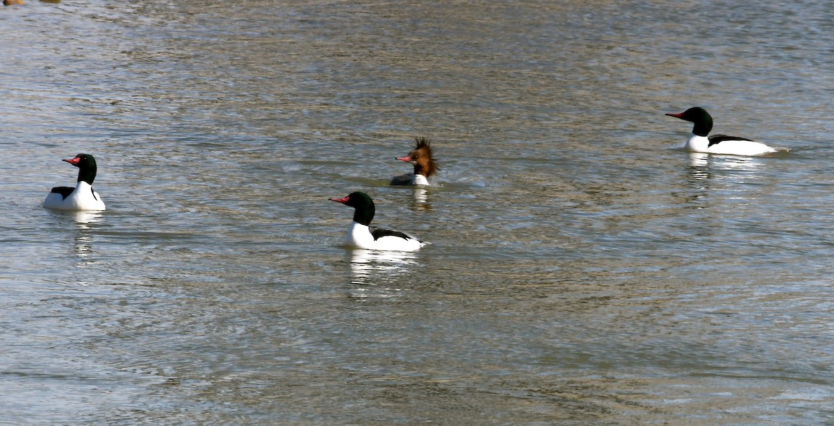 Common Merganser - Suzanne Zuckerman