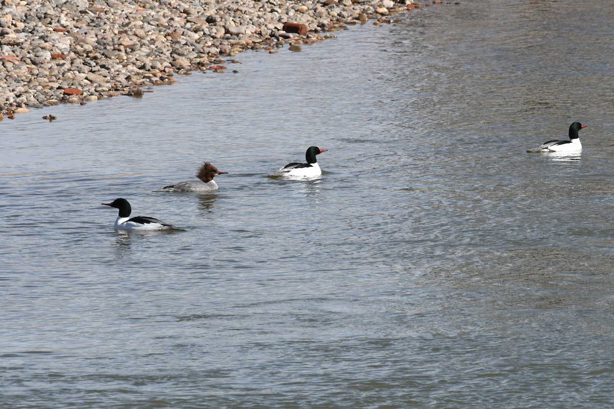 Common Merganser - ML50878891