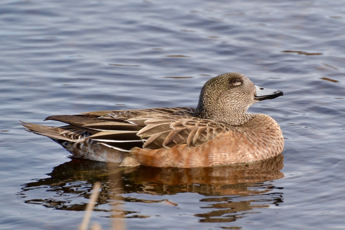 American Wigeon - ML50878901