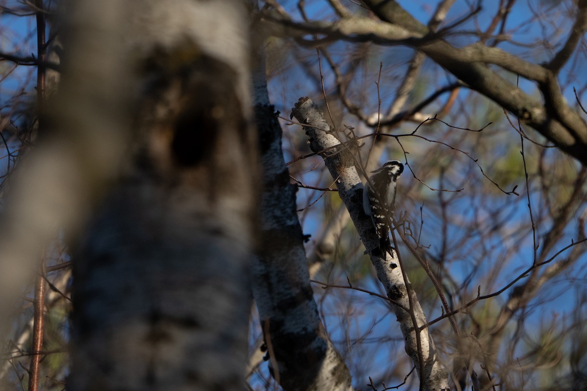 Downy Woodpecker - ML508789641