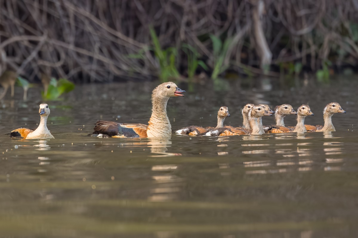 Orinoco Goose - Lindsey Napton