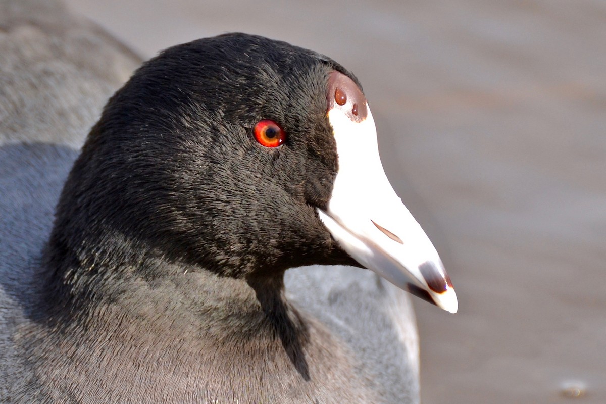 American Coot - ML50879031