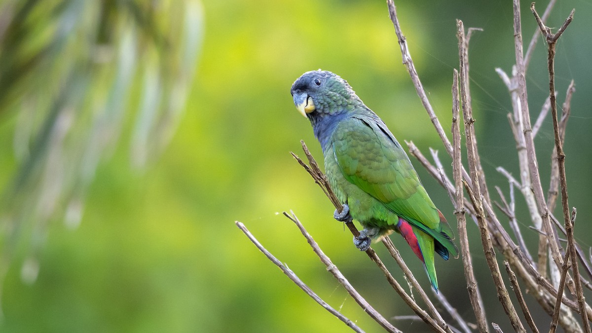 Scaly-headed Parrot - ML508790661