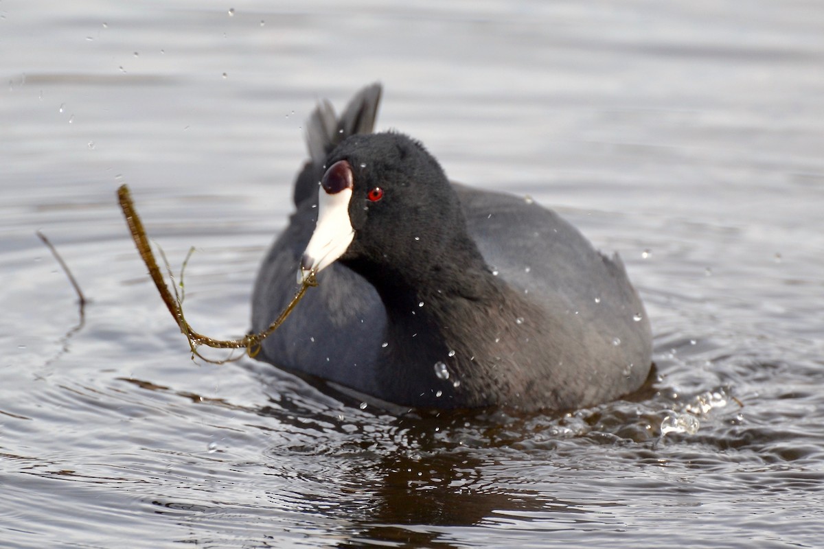 American Coot - ML50879101