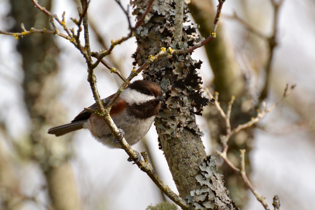 Mésange à dos marron - ML50879121