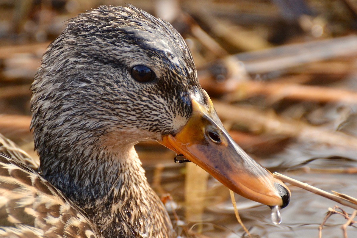 Canard colvert - ML50879151