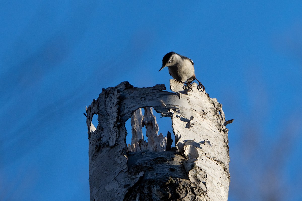 White-breasted Nuthatch - ML508792591