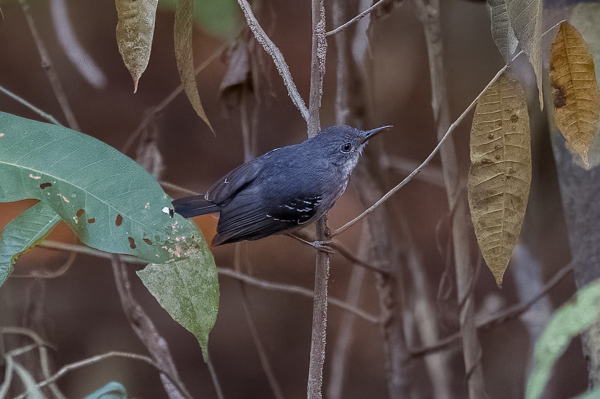 Band-tailed Antbird - ML508793461