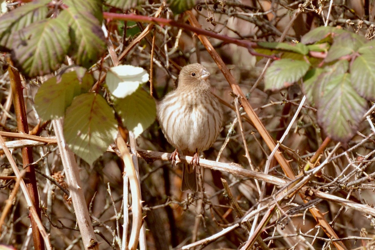 House Finch - ML50879431