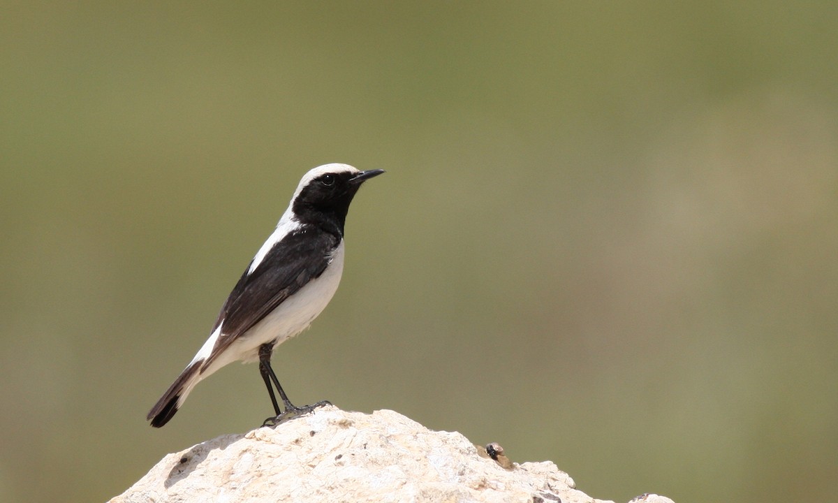 Finsch's Wheatear - Emine Nurhan Tekin