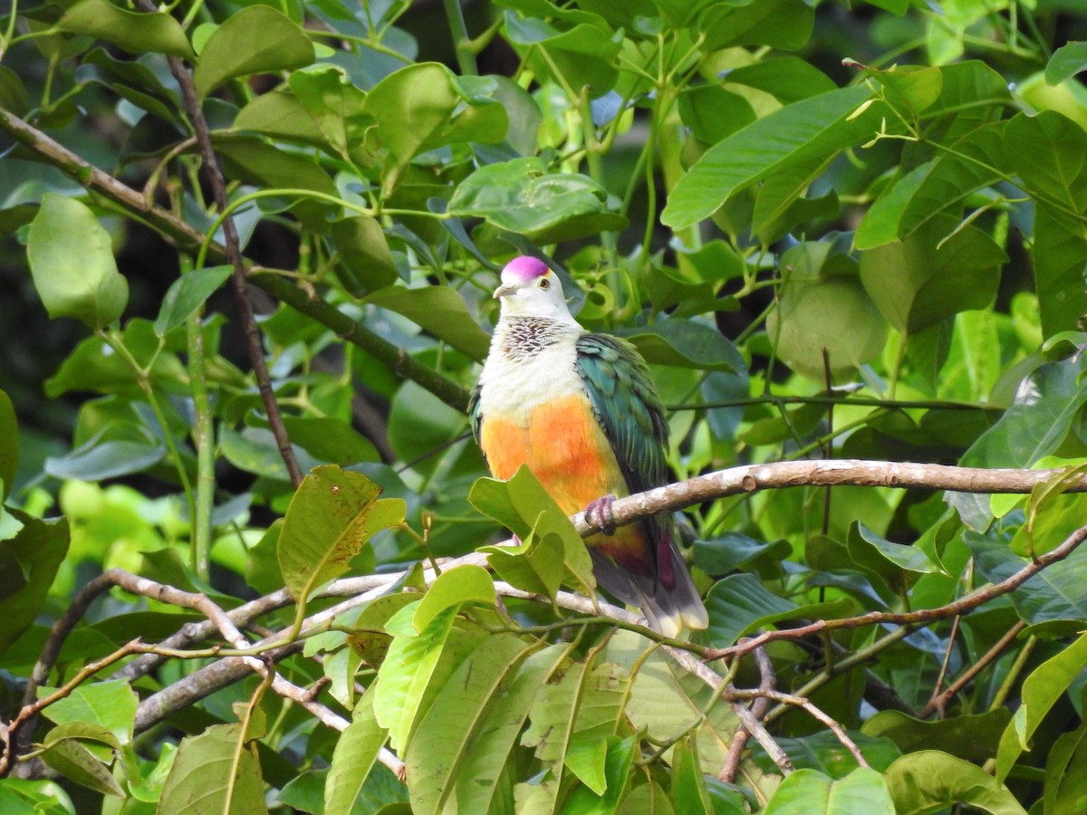 Palau Fruit-Dove - Daisuke Horii