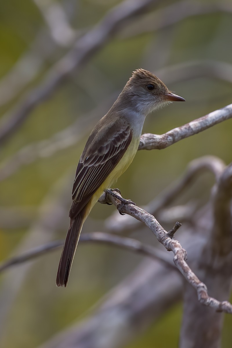 Short-crested Flycatcher - Lindsey Napton