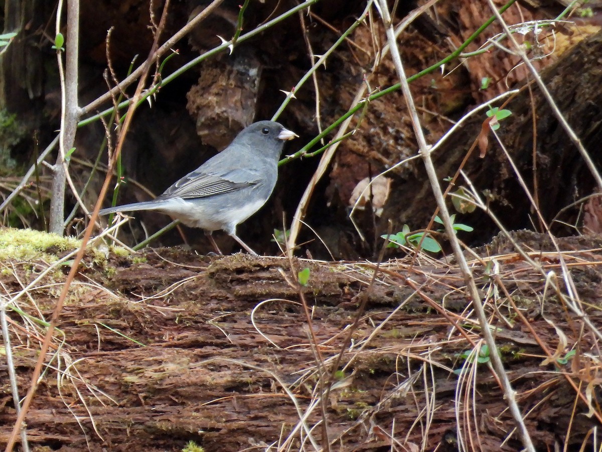 Dark-eyed Junco - ML508796041