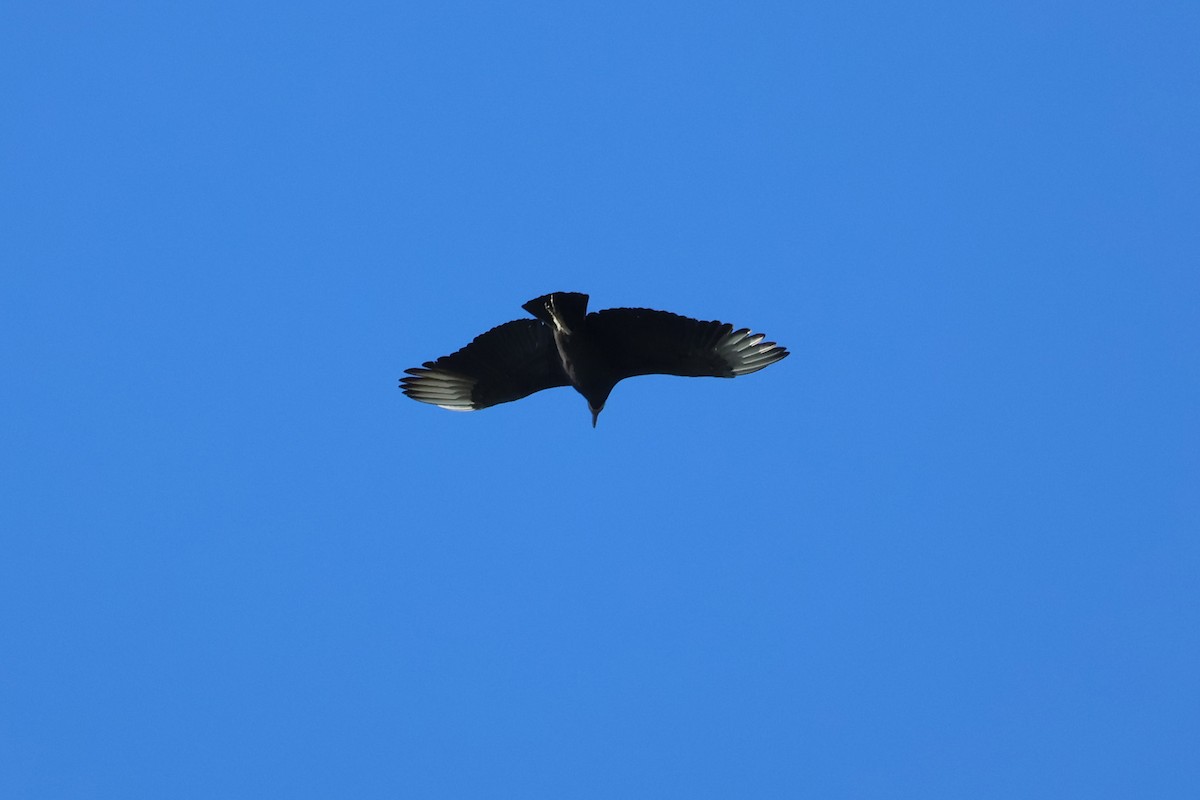 Black Vulture - ML508796051