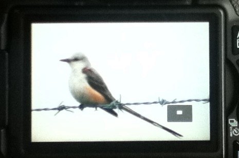 Scissor-tailed Flycatcher - ML508797041