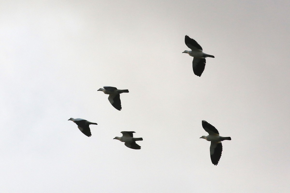 Pied Imperial-Pigeon - ML508797271