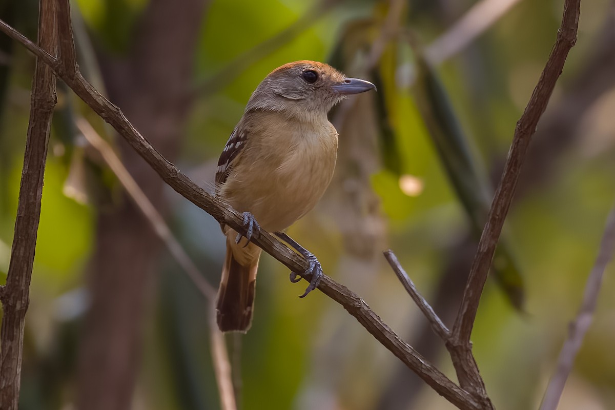 Bolivian Slaty-Antshrike - Lindsey Napton