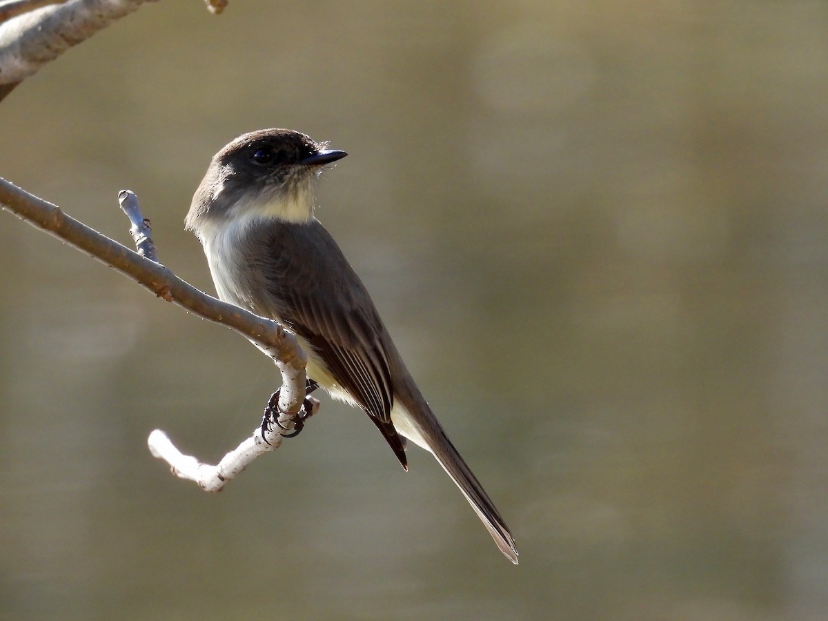 Eastern Phoebe - Michael Schramm