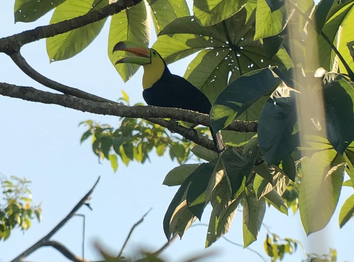 Keel-billed Toucan - ML508798951