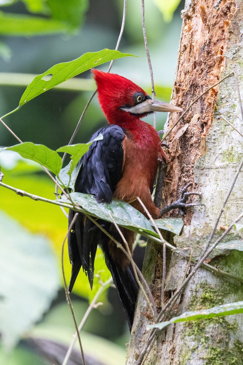Red-necked Woodpecker - ML508799071
