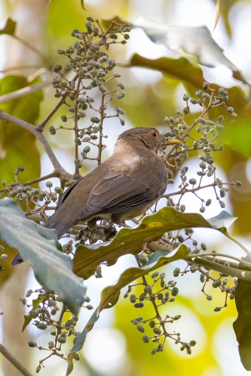 Varzea Thrush - ML508799851