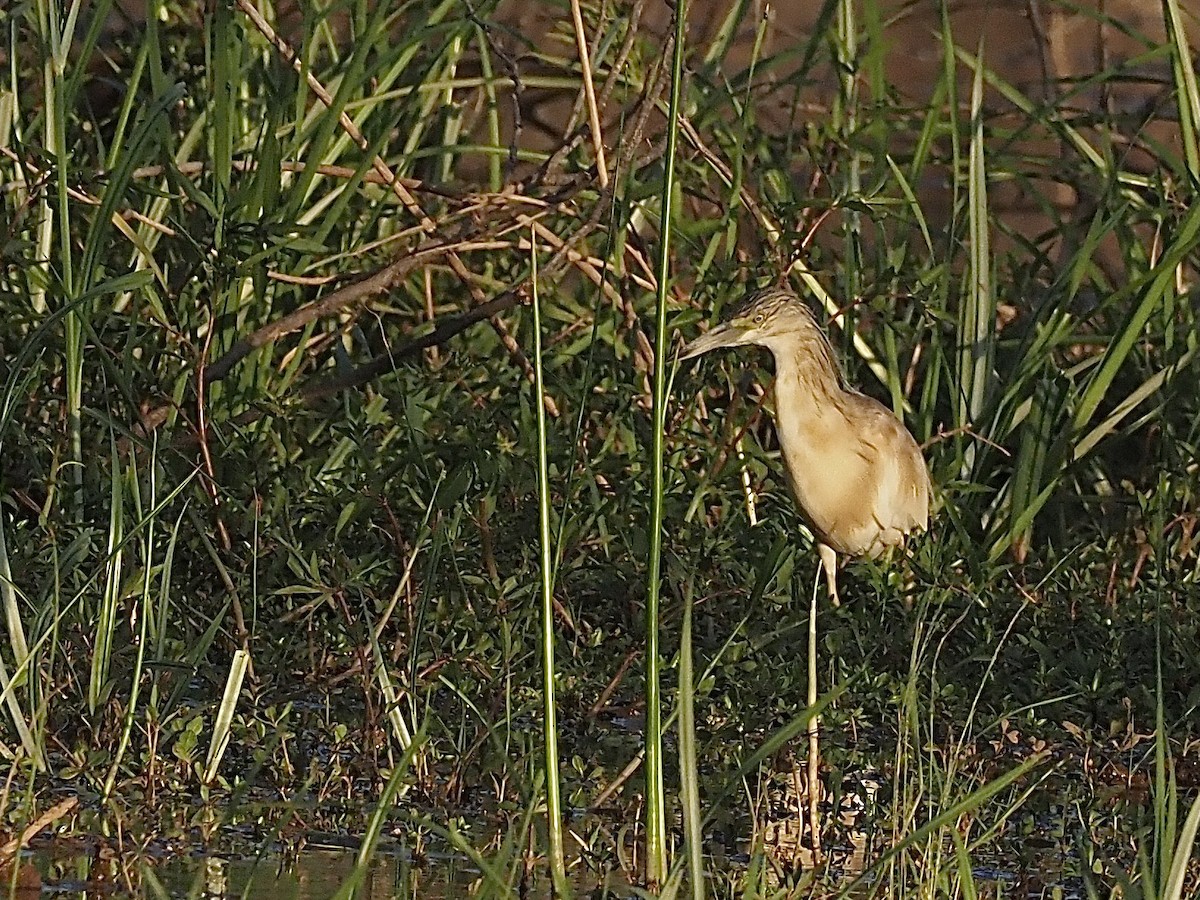 Squacco Heron - Craig Rasmussen