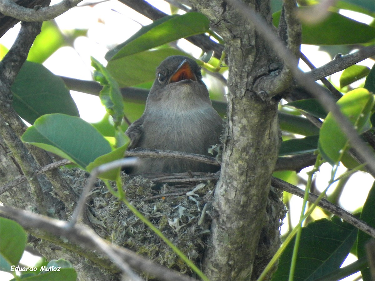 Large Elaenia - ML508802491