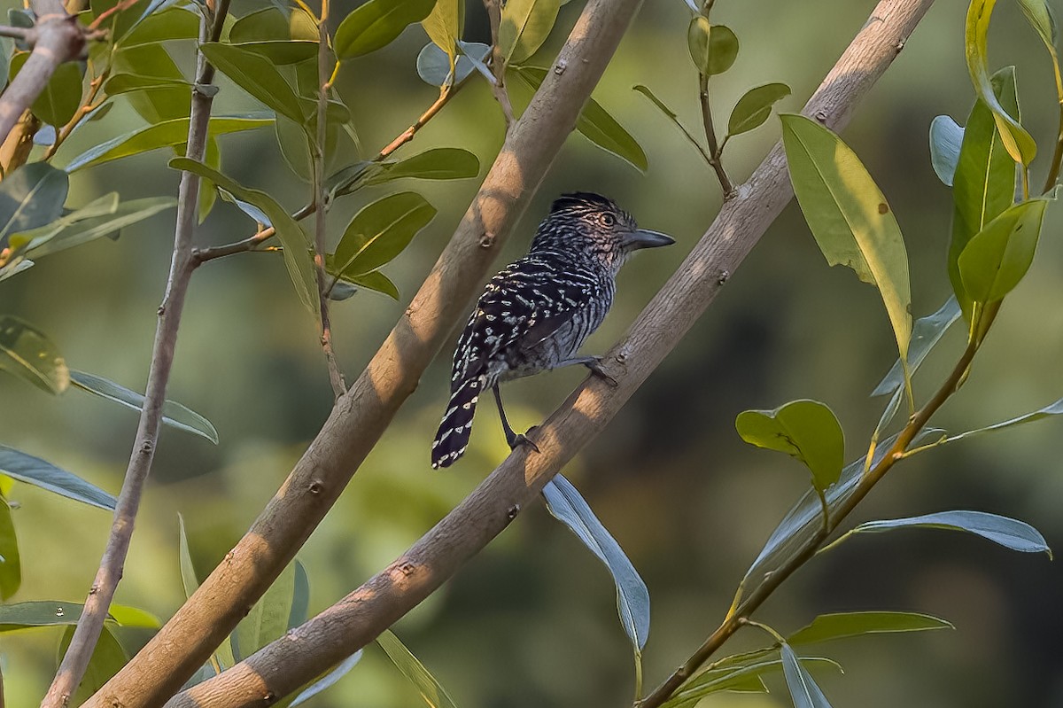 Barred Antshrike - ML508803071