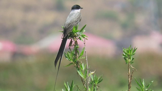 Fork-tailed Flycatcher - ML508803251