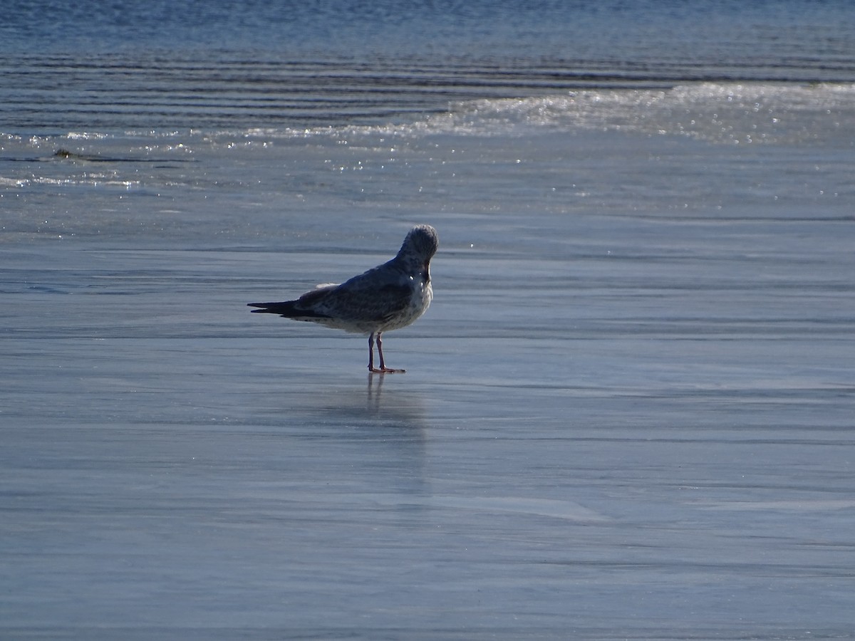 Ring-billed Gull - ML508804071