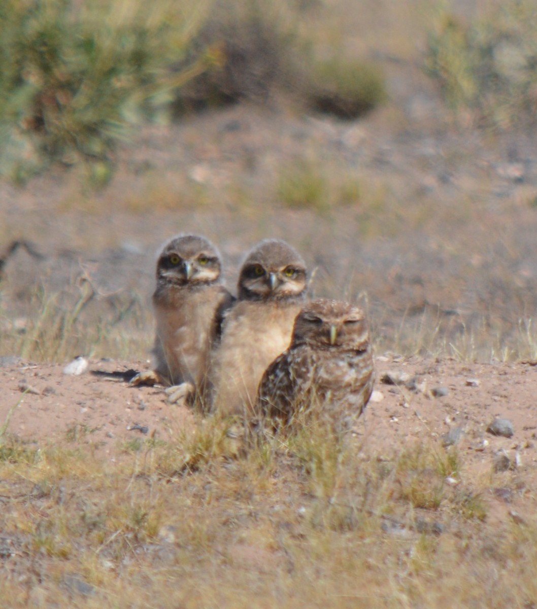 Burrowing Owl - Nilda Alicia Martinez