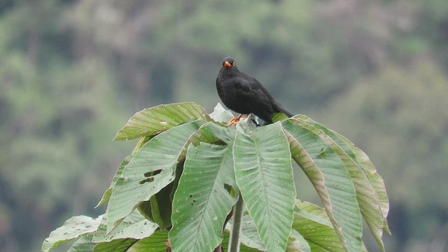 Glossy-black Thrush - ML508804711