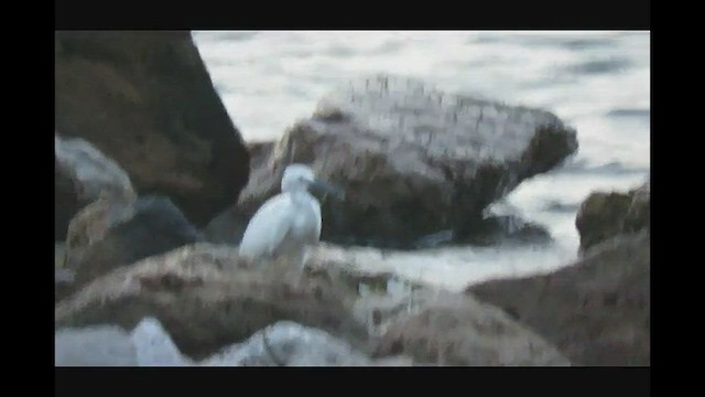 Chinese Egret - ML508805421