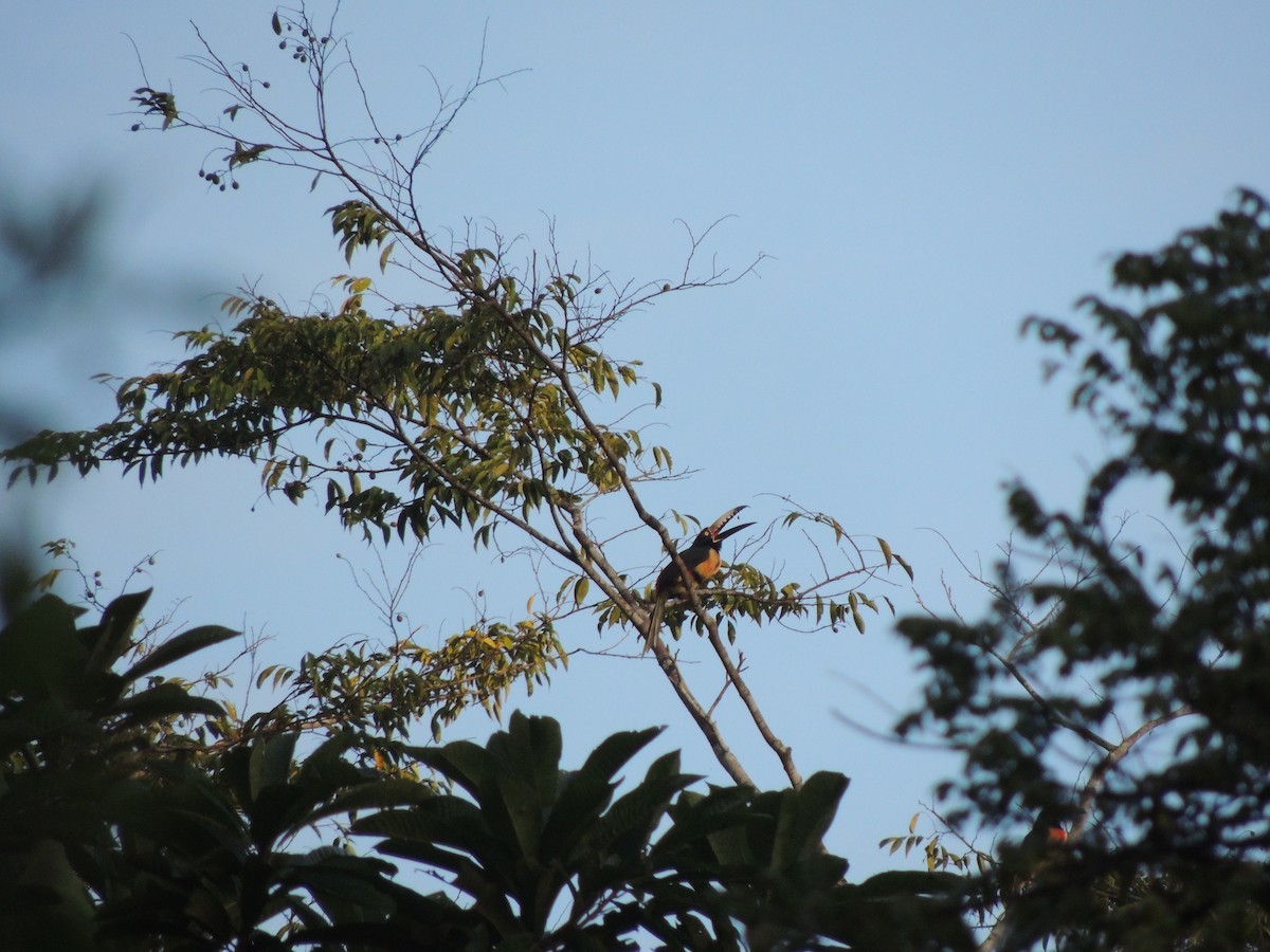 Collared Aracari - ML50880621