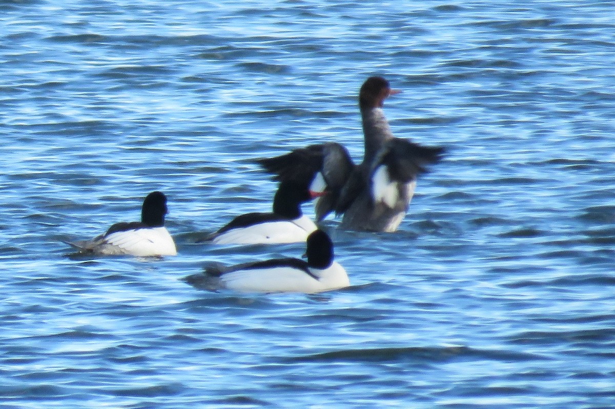 Common Merganser - ML50880631