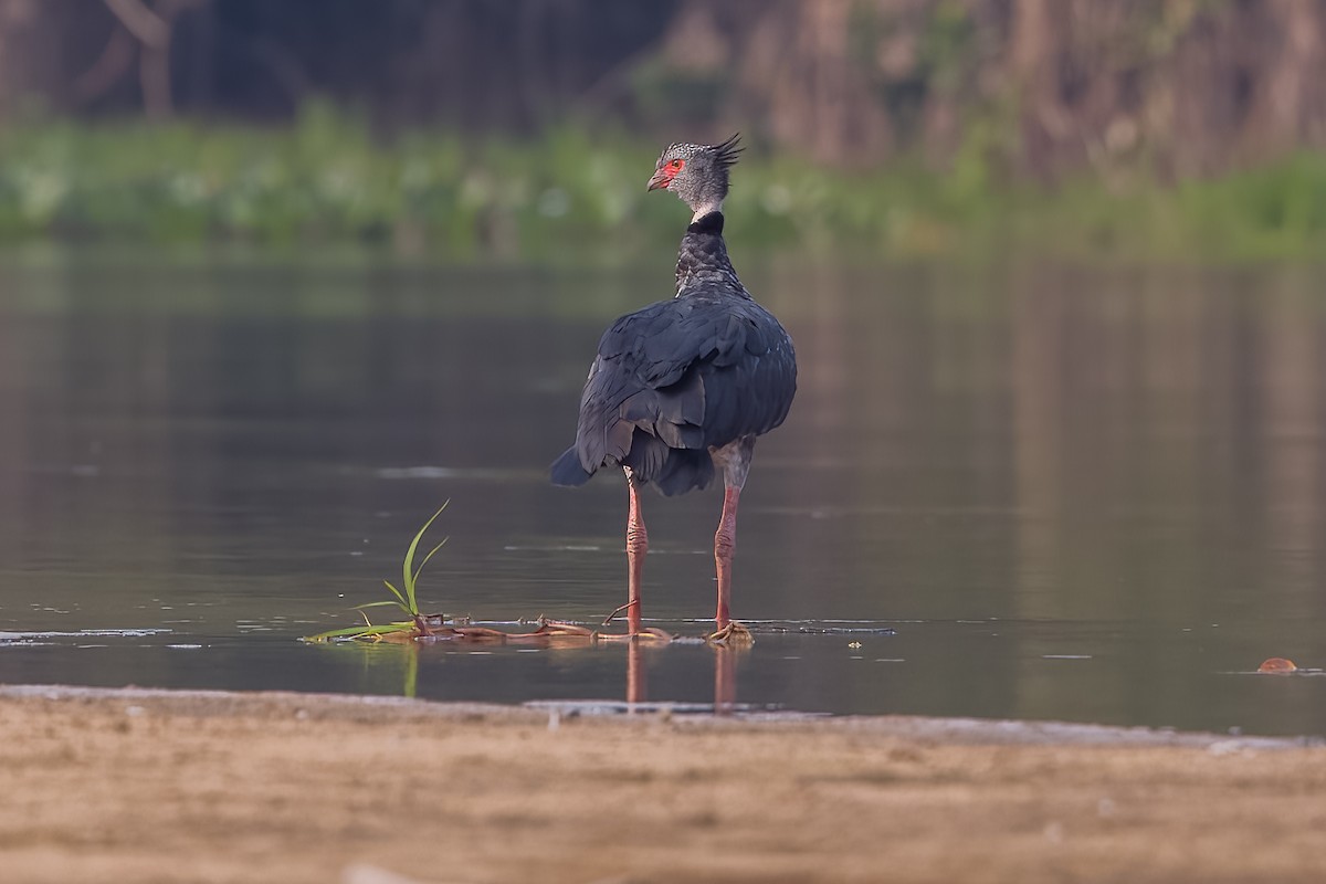 Southern Screamer - Lindsey Napton