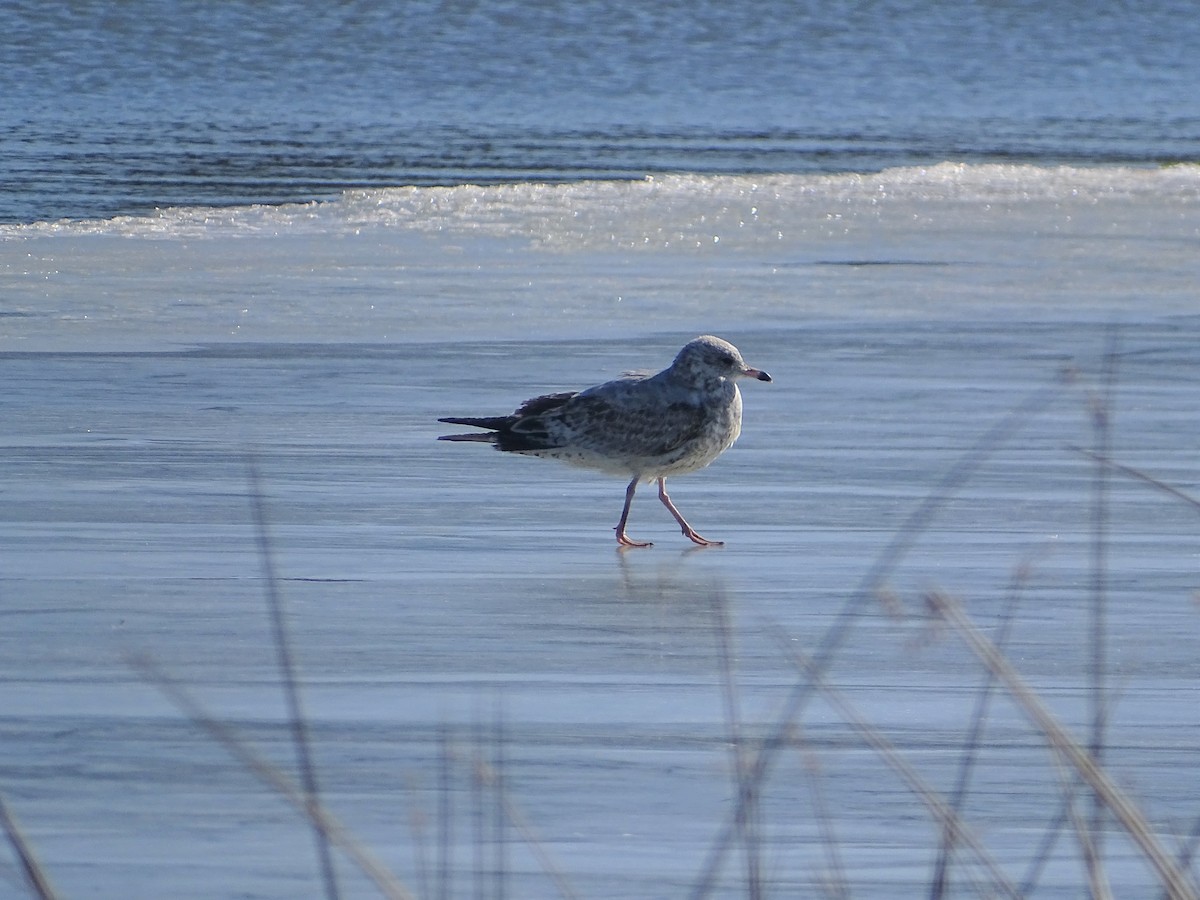 Ring-billed Gull - ML508807591