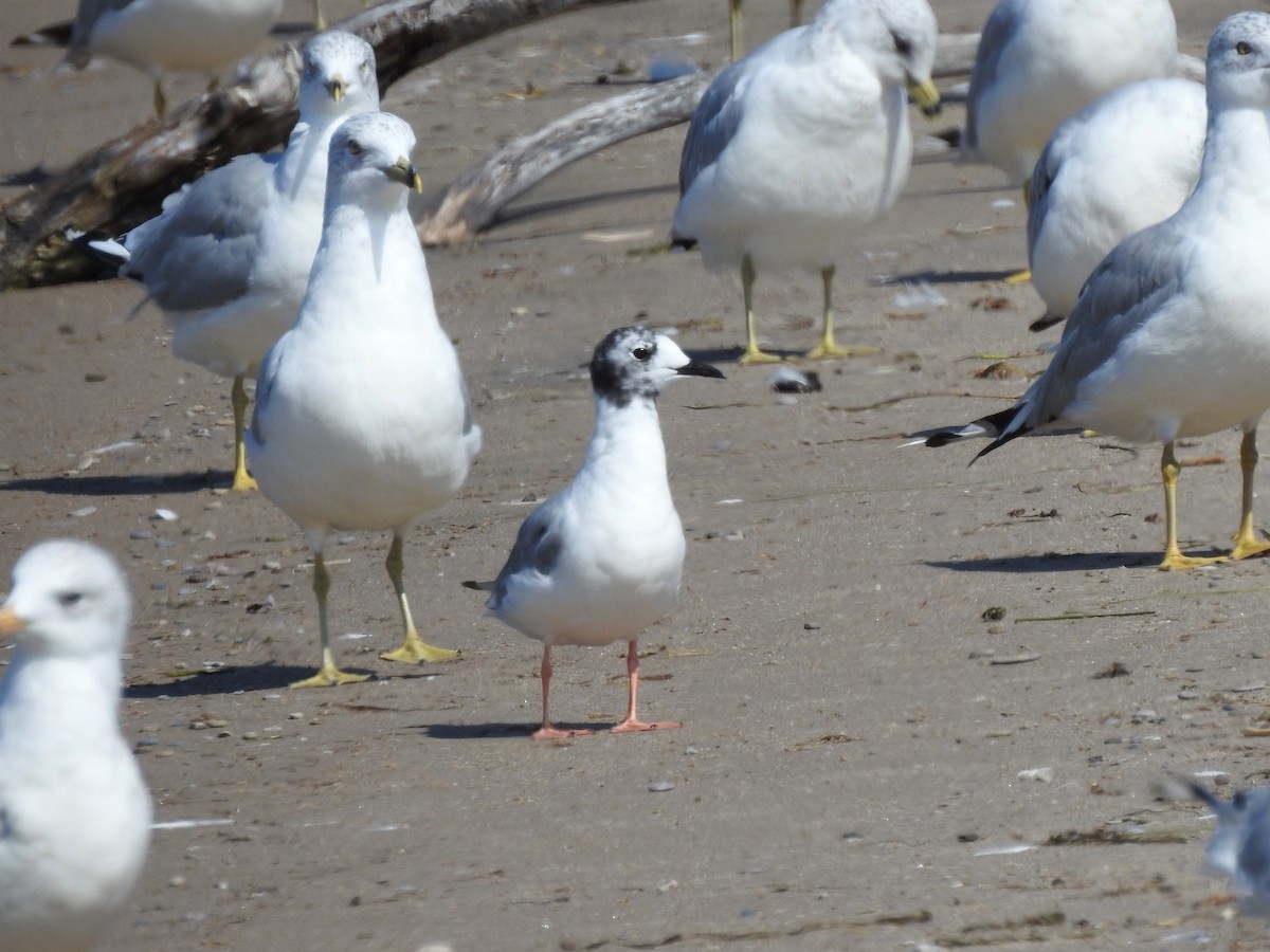 Gaviota de Bonaparte - ML508807801