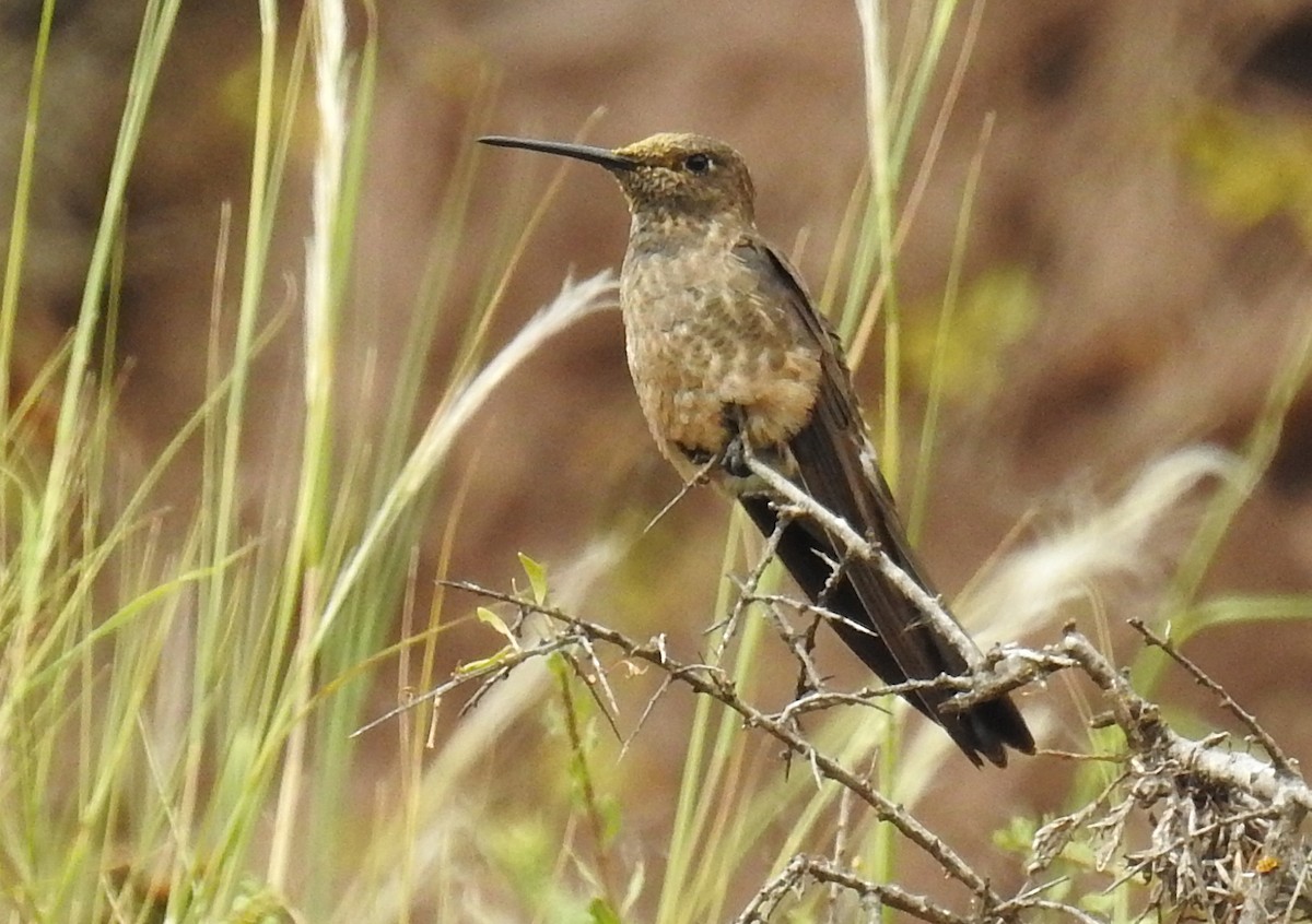 Colibrí Gigante - ML508808991