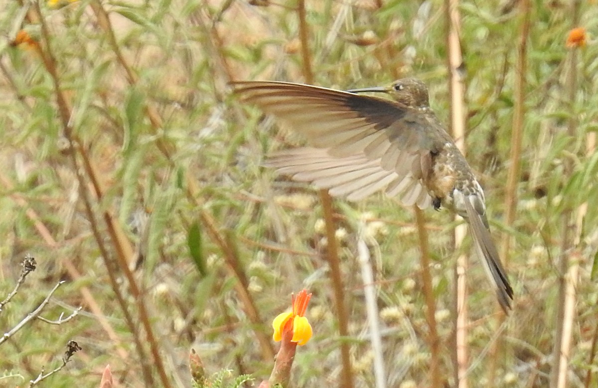 Giant Hummingbird - ML508809201