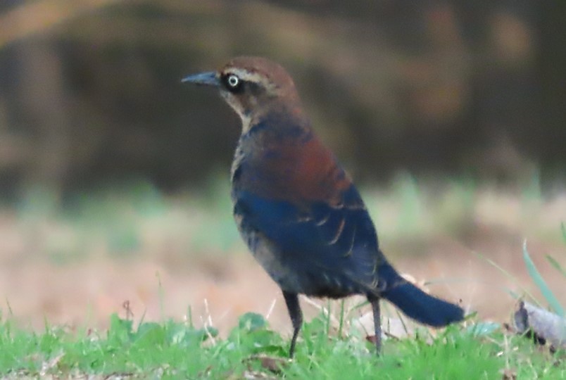 Rusty Blackbird - ML508809891